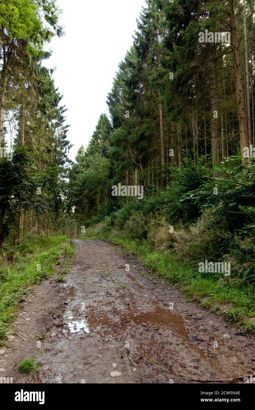 Watery woodland hi-res stock photography and images - Alamy