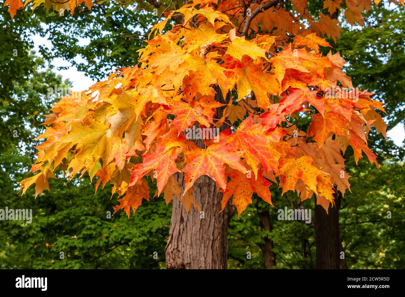 Colorful oak tree leaves in a park in Pittsburgh, Pennsylvania, USA Stock Photo