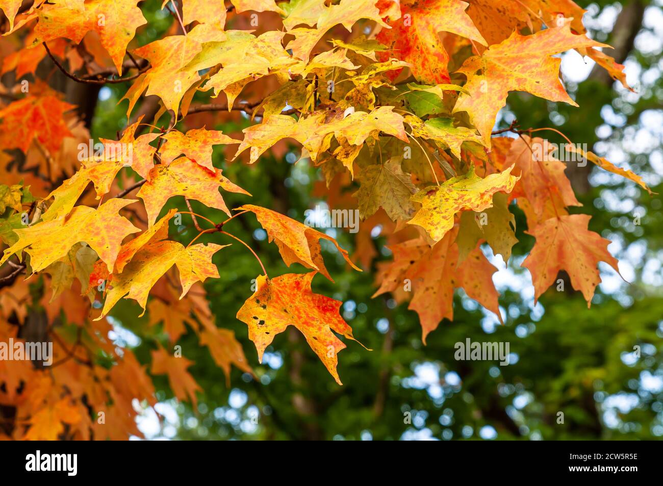 Colorful oak tree leaves in a park in Pittsburgh, Pennsylvania, USA Stock Photo