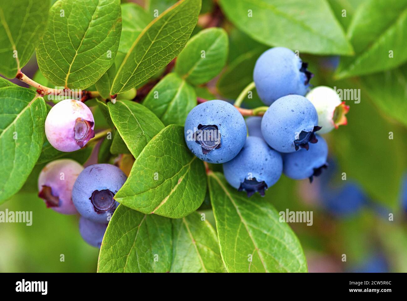 blueberries ripening on the bush, close up Stock Photo