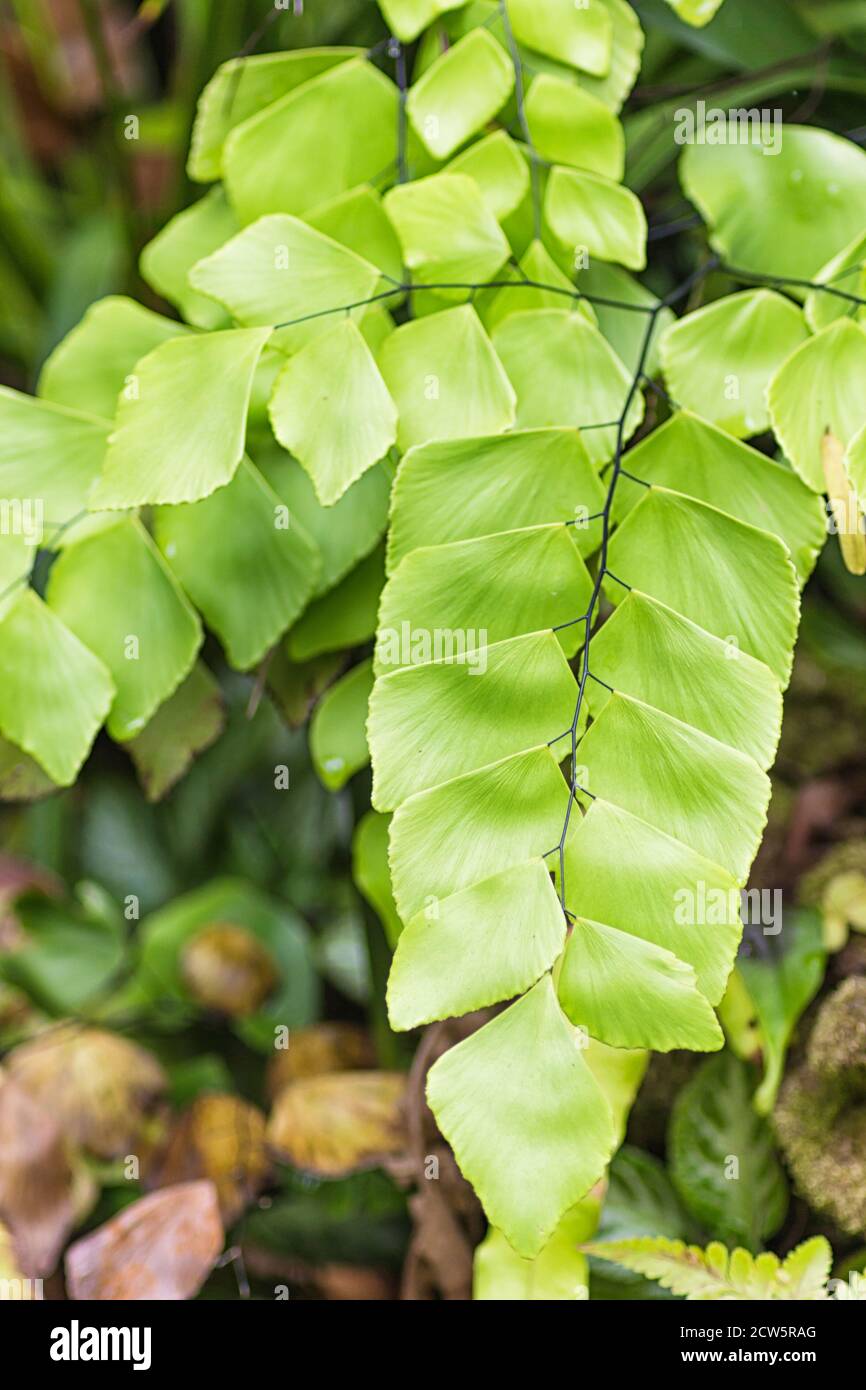 ornamental fern leaves  in the botanical garden of Singapore Stock Photo