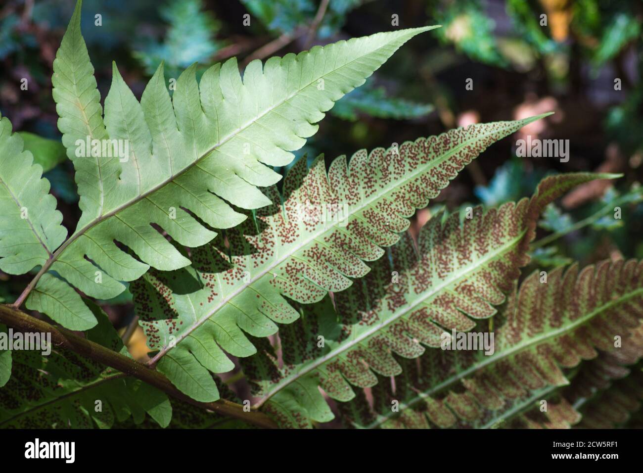 ornamental fern leaves with spores  in the botanical garden of Singapore Stock Photo