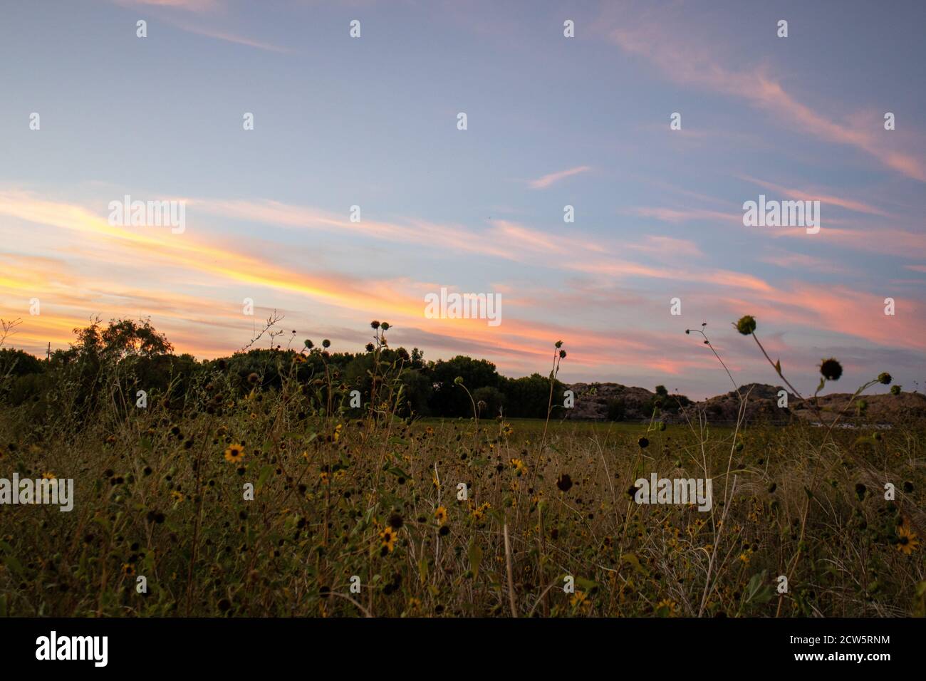 Field of wild sunflowers at dusk in Prescott, Arizona Stock Photo Alamy