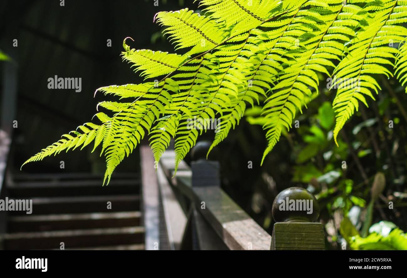 ornamental   fern leaves  over the bridge in jungle Stock Photo