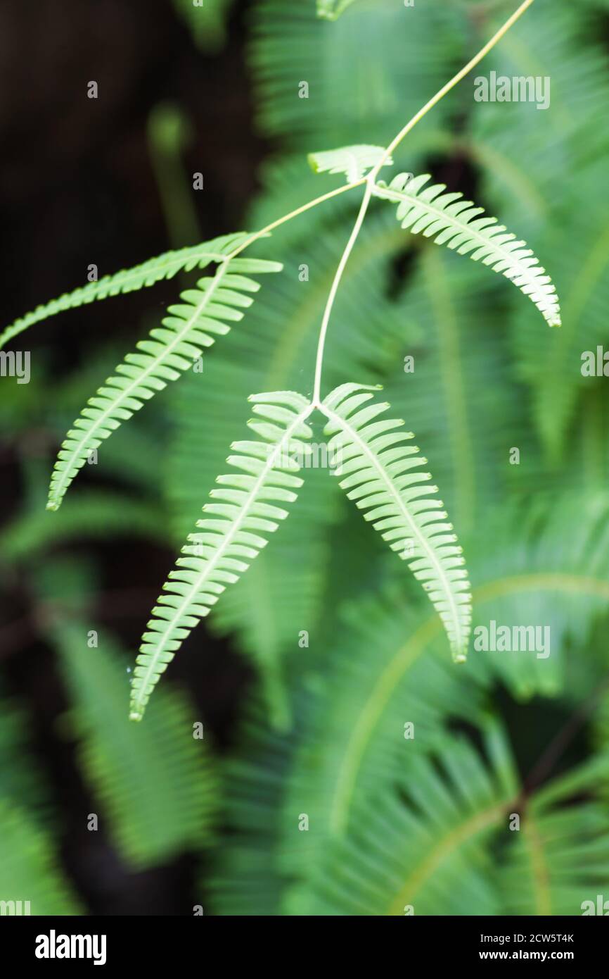 ornamental green  fern leaves  in the jungle Stock Photo