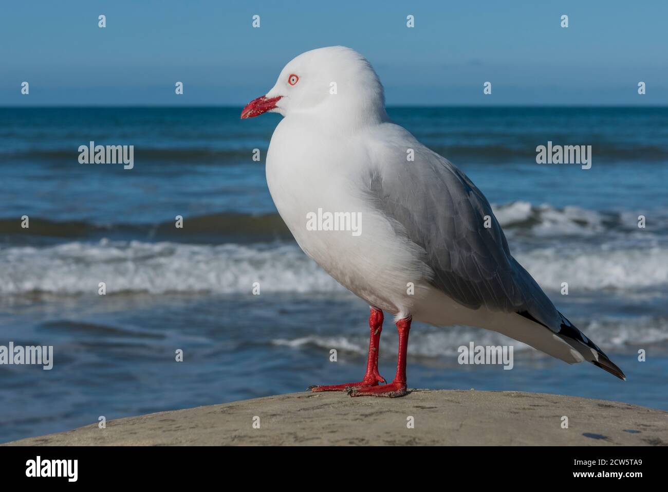 Red-billed Gull standing on a Moeraki Boulder, South Island of New Zealand Stock Photo