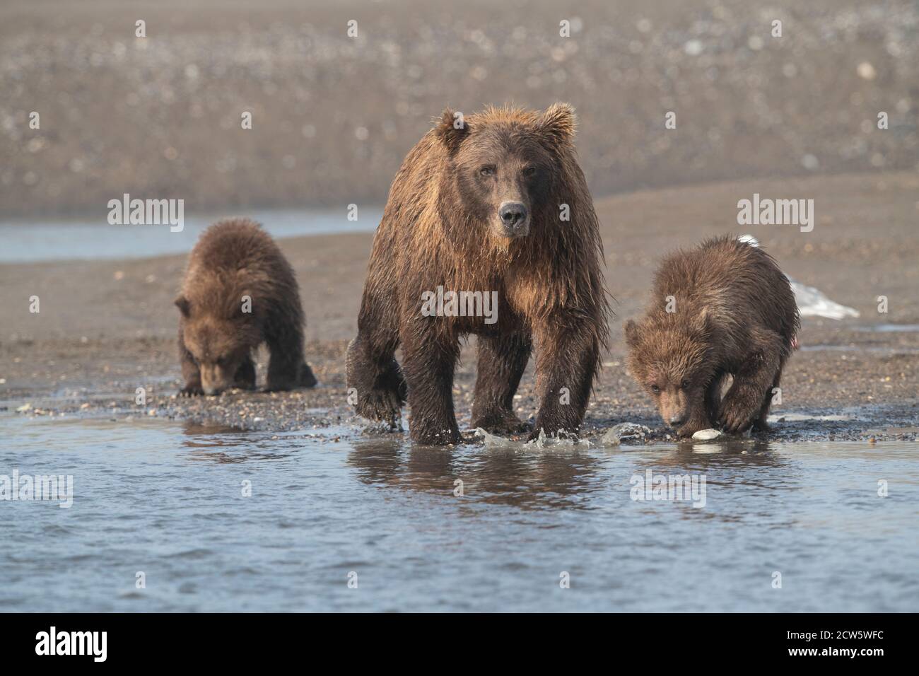 Alaskan coastal brown bears Stock Photo