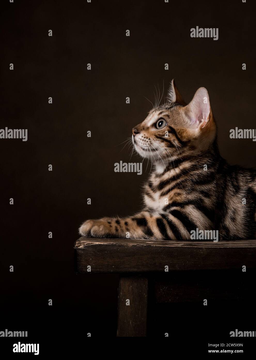 Pure breed Bengal male kitten/cat Stock Photo