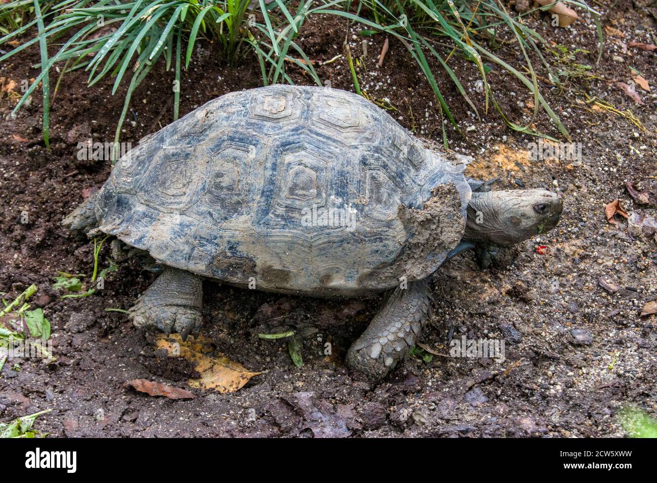 Asian brown tortoise hi-res stock photography and images - Alamy