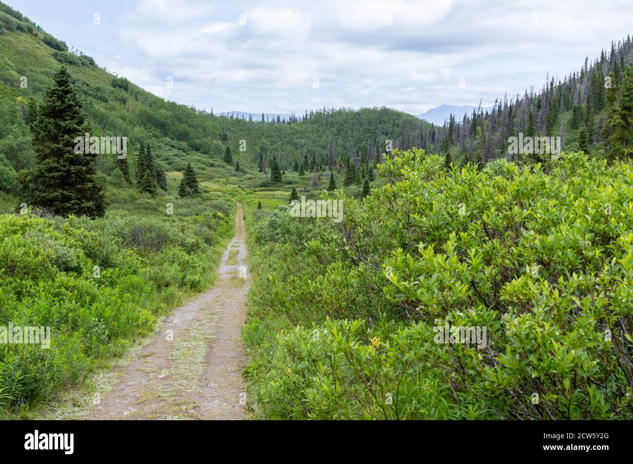 The St. Elias Lake trail through the forest near Haines Junction, Yukon