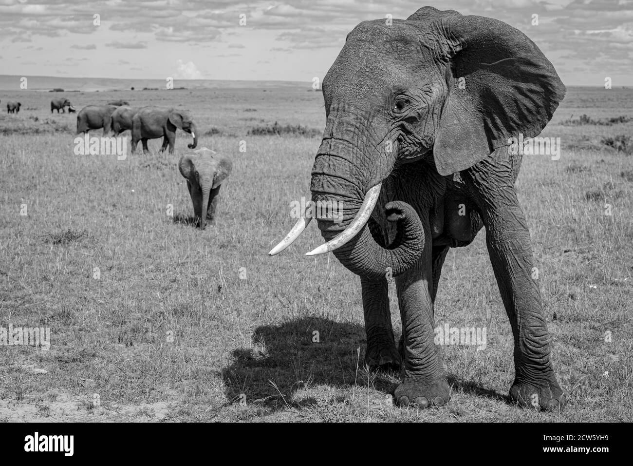 African elephant(s) (Loxodonta africana) in the Masai Mara of Kenya, Africa Stock Photo