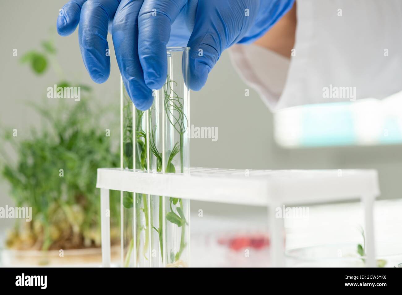 Laboratory worker putting flask containing lab-grown soy sprout next to ...