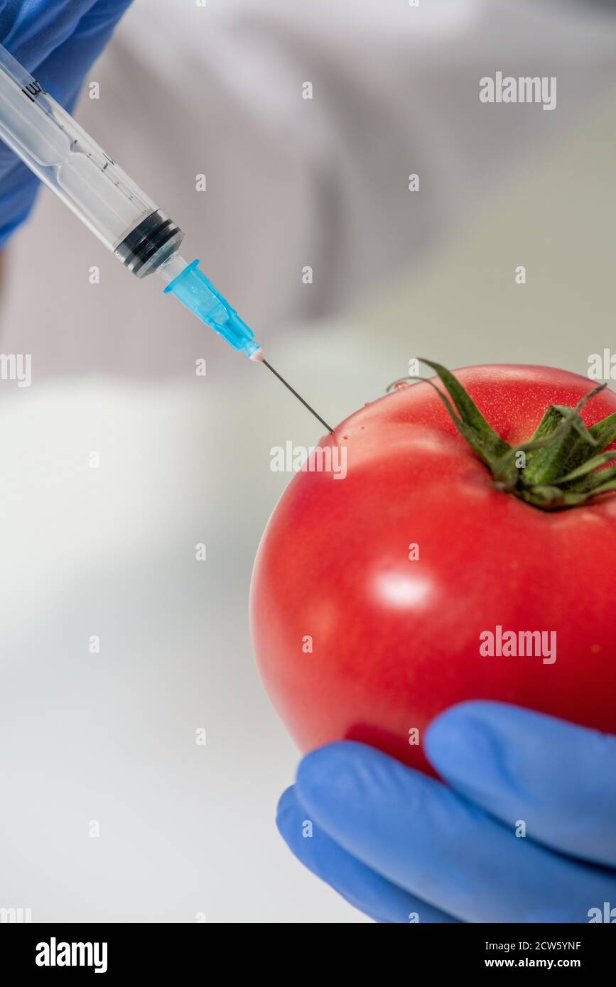 Gloved hands of contemporary scientific researcher injecting red ripe tomato Stock Photo