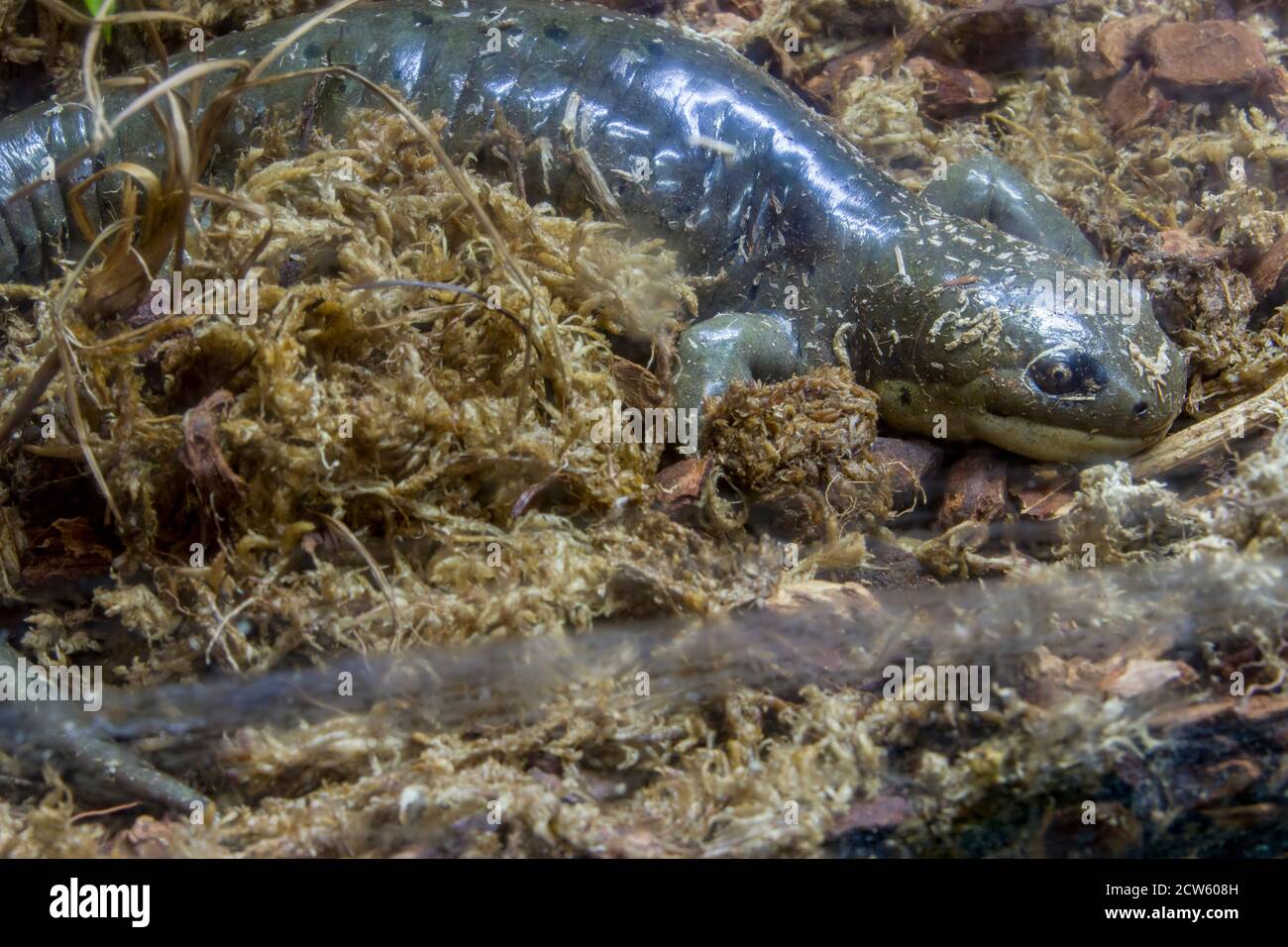 western tiger salamander (Ambystoma mavortium) is a species of mole salamander found from southwestern Canada ,  western United States Stock Photo