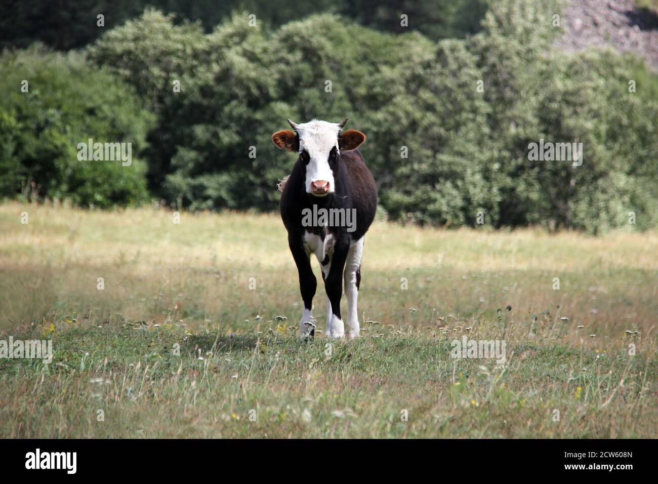 Black and white calf stands in the meadow. Dairy concept Stock Photo ...