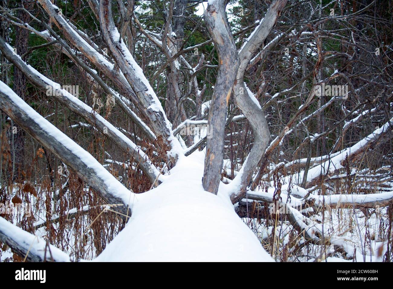 Fallen tree in the forest at cold winter day Stock Photo Alamy