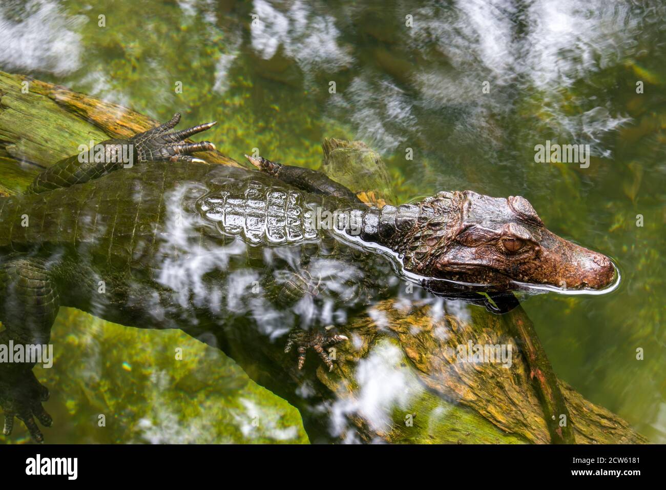 a Cuvier's dwarf caiman is in the pond. It is a small crocodilian in ...