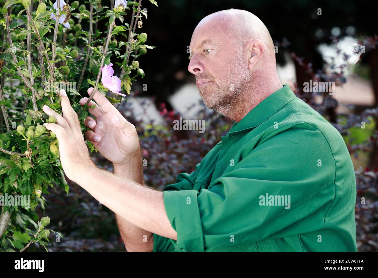 man gardener man arranging seedlings Stock Photo