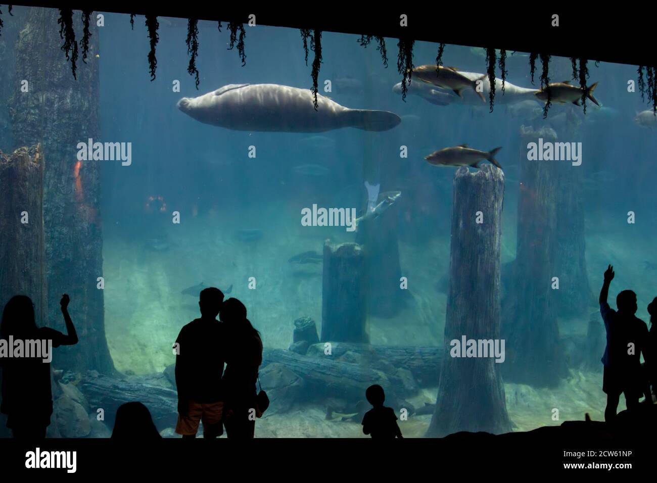 The tourists are watching fish and West Indian manatee in front of tank in the exhibition area Amazon flooded forest in River Safari Singapore. Stock Photo