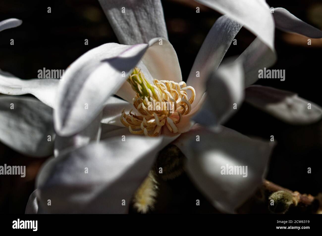 Magnolia stellata, sometimes called the star magnolia, is a slow-growing shrub or small tree native to Japan. Stock Photo