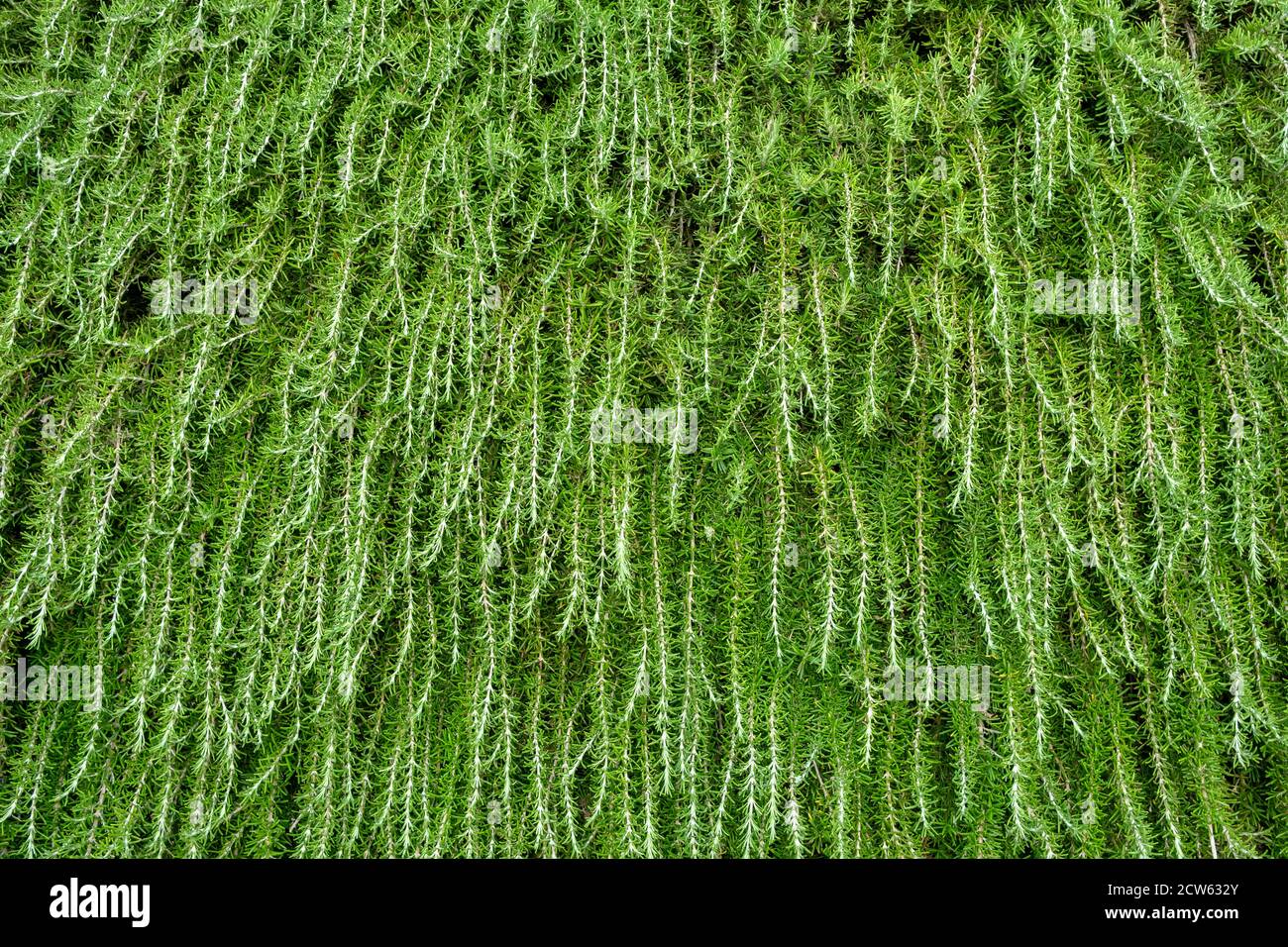 Green plants on the wall background Stock Photo