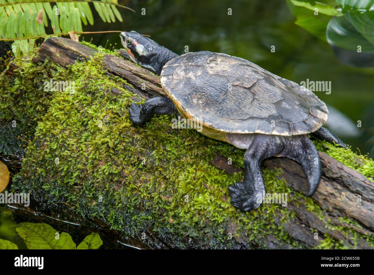 A  painted terrapin (Batagur borneoensis) rests on the log, which is a species of turtles in the family Geoemydidae. Stock Photo