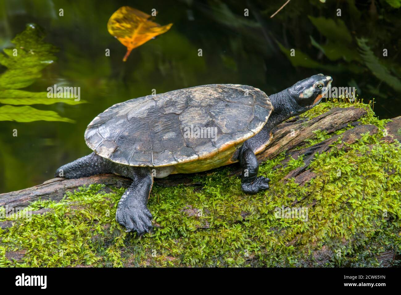A  painted terrapin (Batagur borneoensis) rests on the log, which is a species of turtles in the family Geoemydidae. Stock Photo