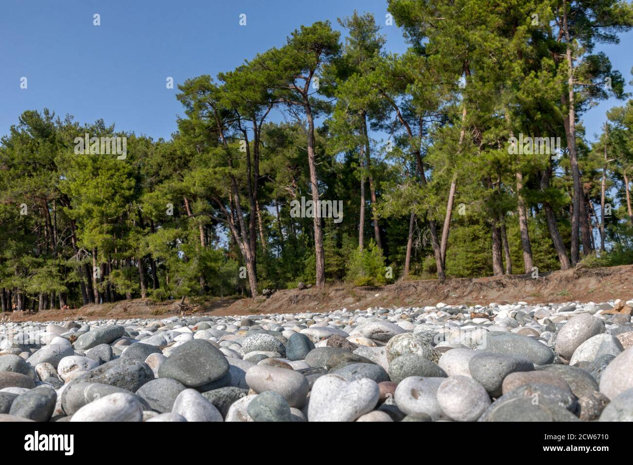 View pine trees on the beach in Pitsunda town on the Black Sea coast of Abkhazia Stock Photo
