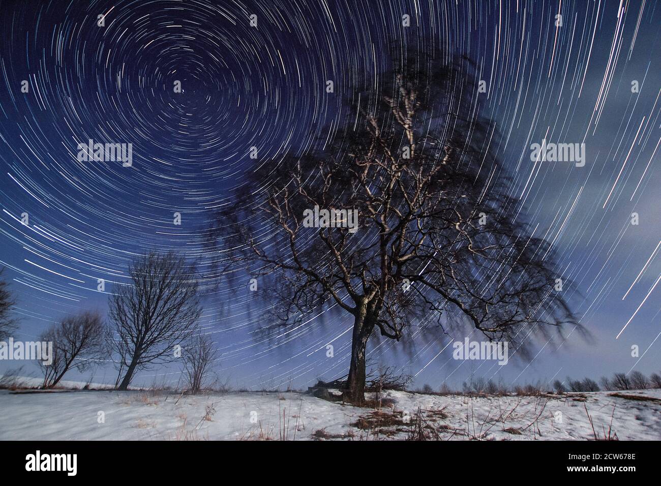 Willow in Winter night sky Stock Photo