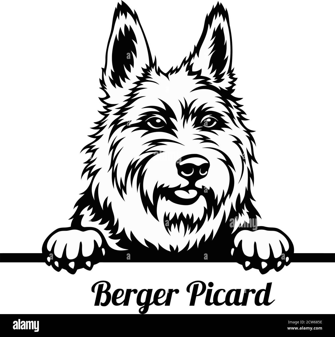 Peeking Dog - Berger Picard breed - head isolated on white Stock Vector