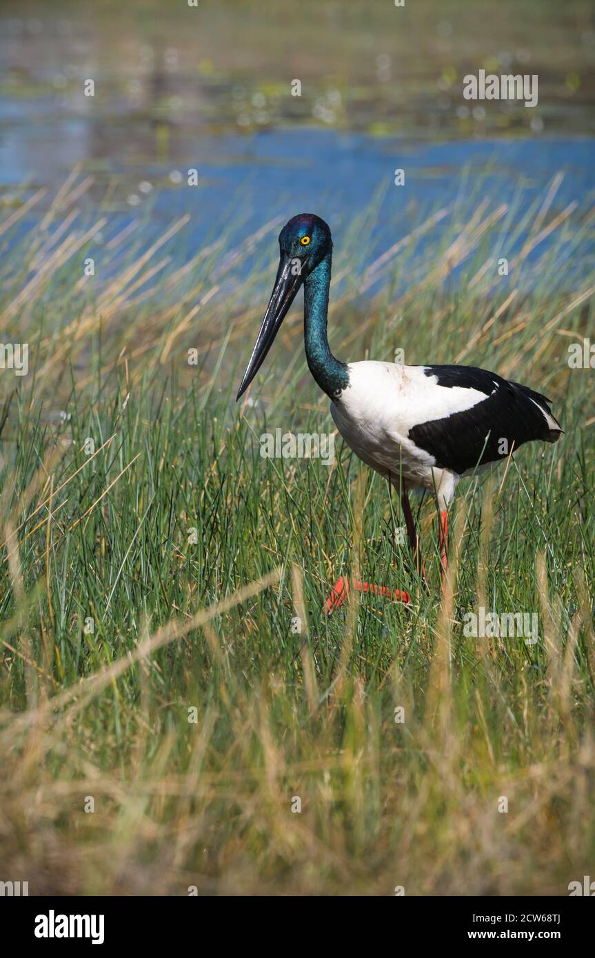 Image of a female Australasian Stork, Black-neck Stork or, in Australia, the Jabiru wading through a wetland hunting ground. Stock Photo