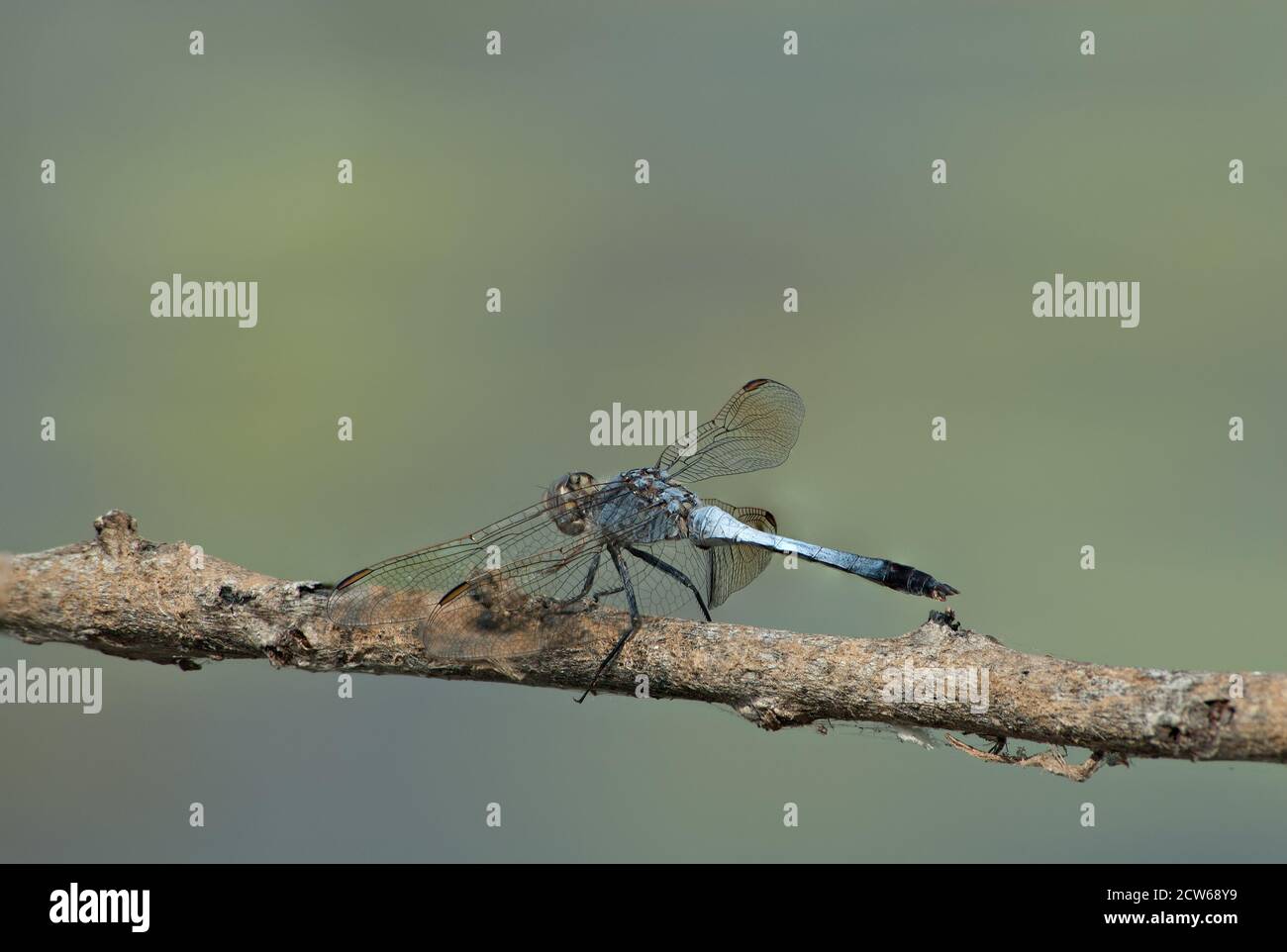 Australian blue skimmer perched on a stick above its hunting ground on
