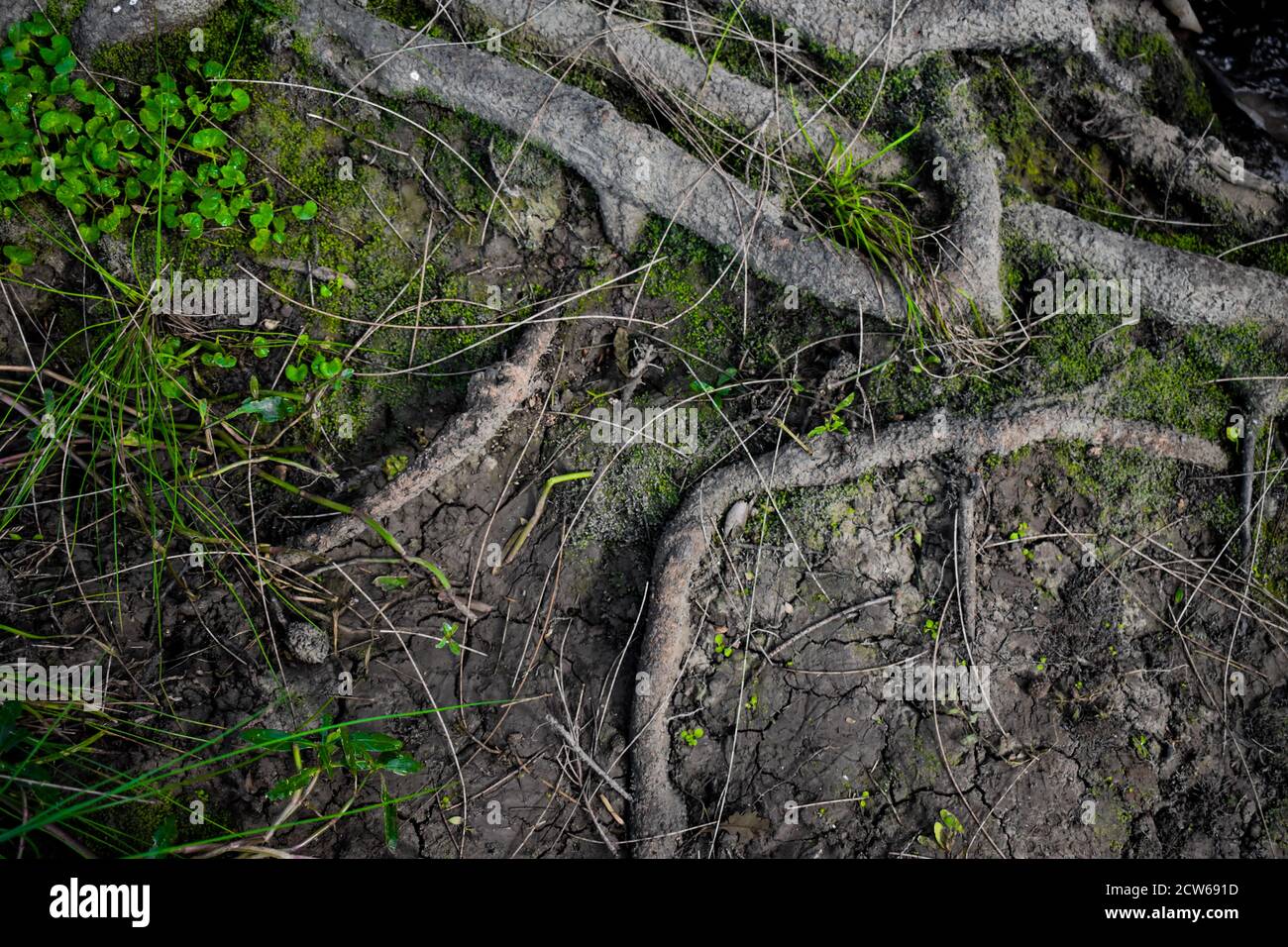 Tree roots surrounded by some shrubbery and moss with some tree needles covering the floor. The mud is also cracked. Stock Photo