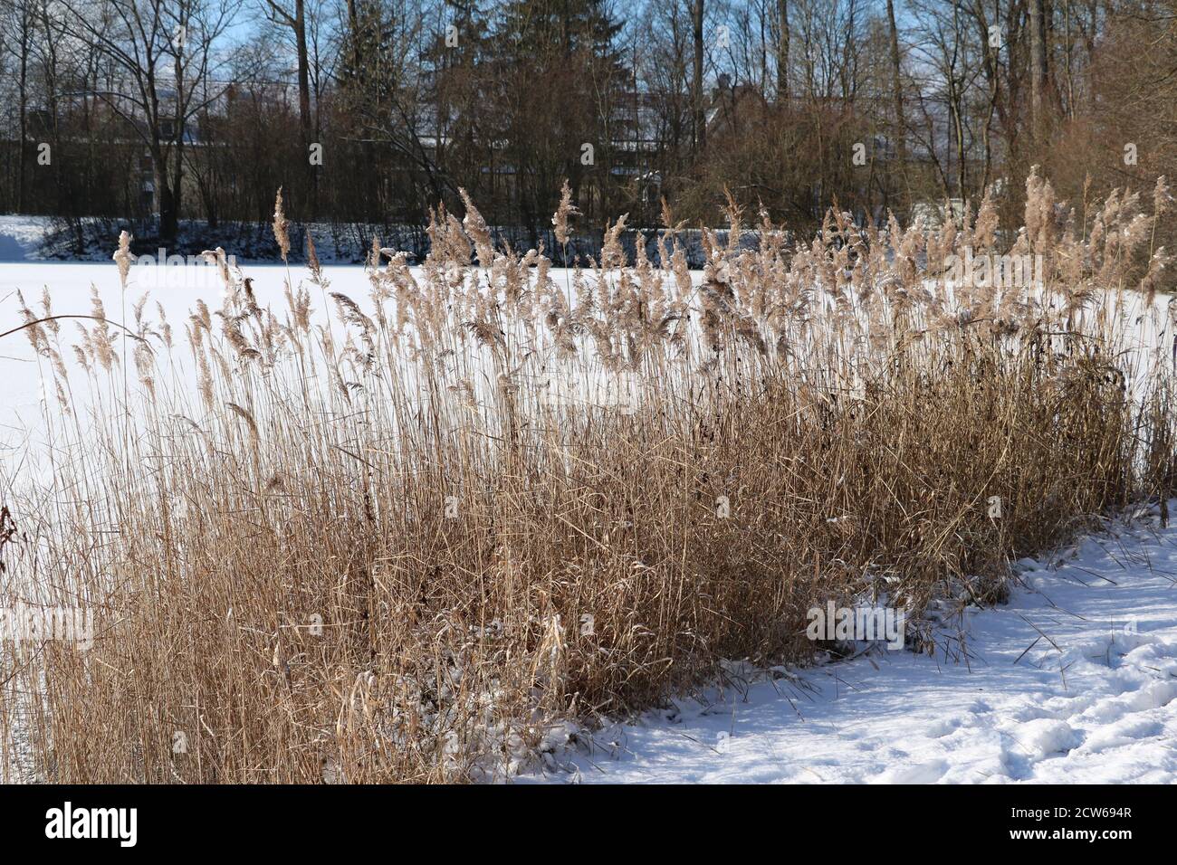 Dry grasses hi-res stock photography and images - Alamy