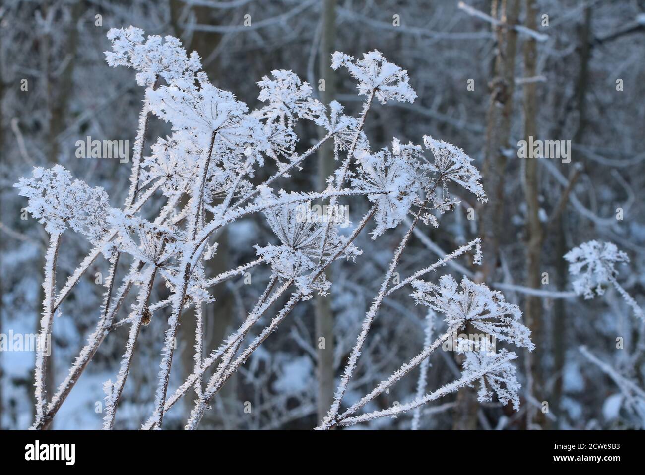 plants with snow in winter forest Stock Photo - Alamy