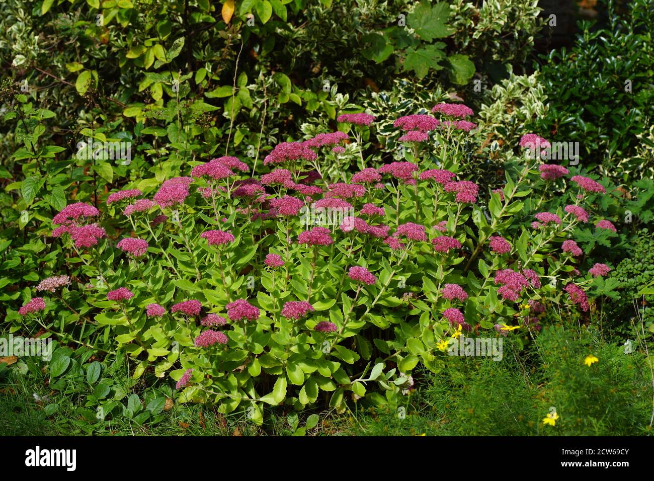 Flowering orpine (Hylotelephium telephium), stonecrop family or the orpine family (Crassulaceae) in a Dutch garden in November. Netherlands Stock Photo