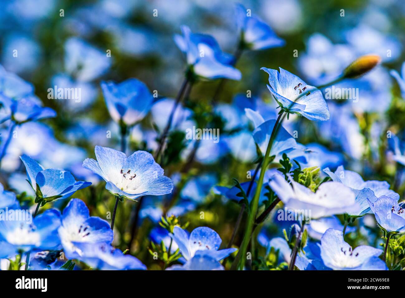 Beautiful baby blue eyes in bloom Stock Photo