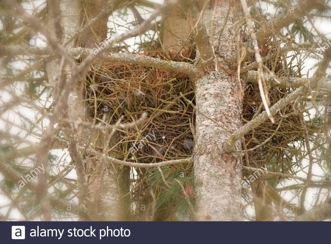 Squirrel Nest High Resolution Stock Photography and Images Alamy