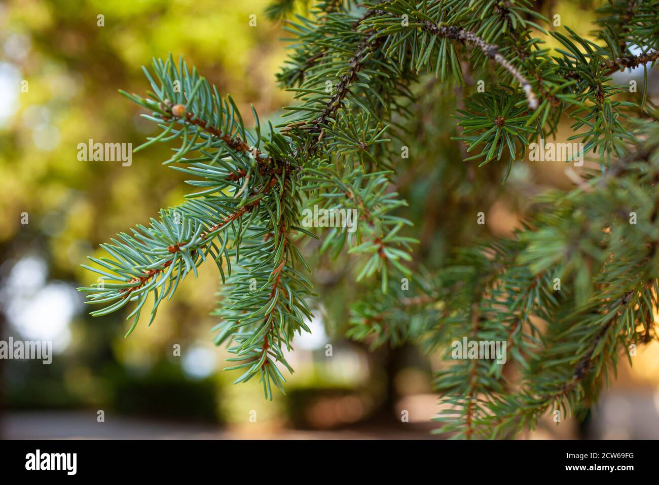 Close up of the spruce foliage Stock Photo