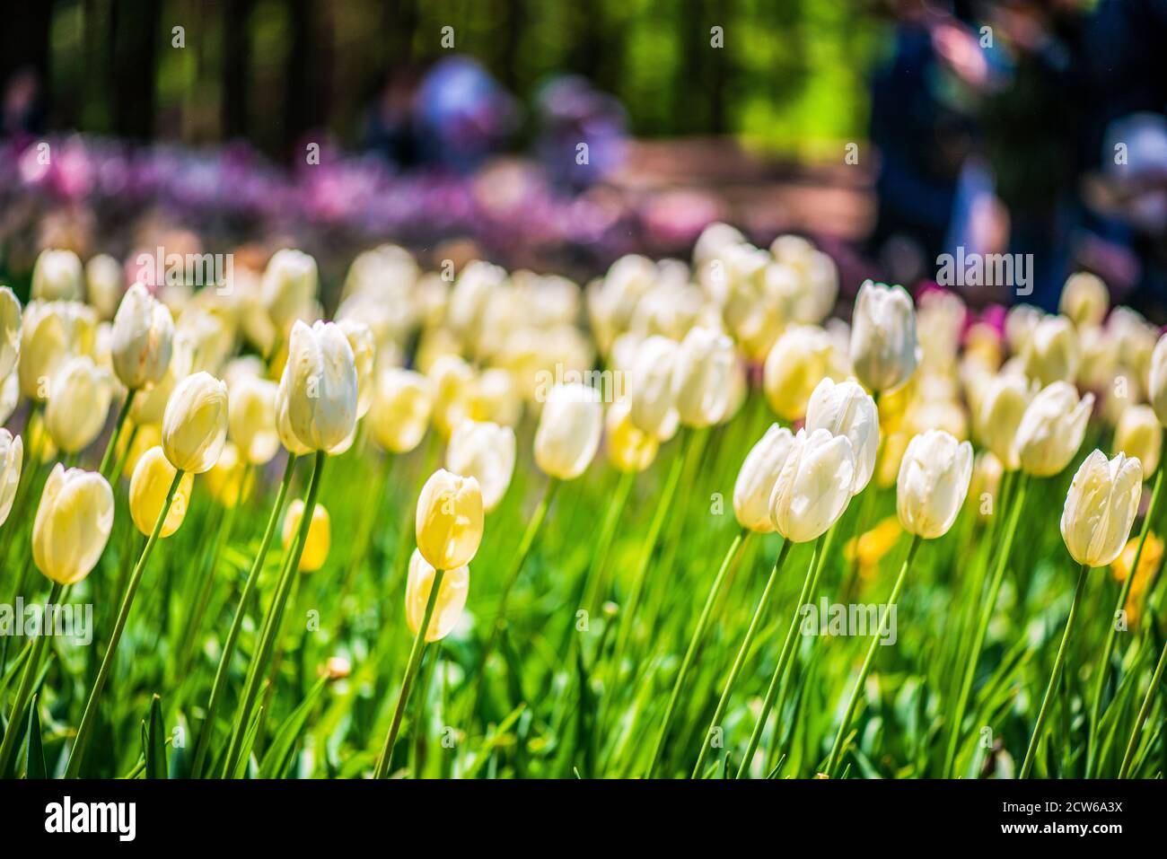 Tulips at Hitachi Seaside Park, Japan Stock Photo