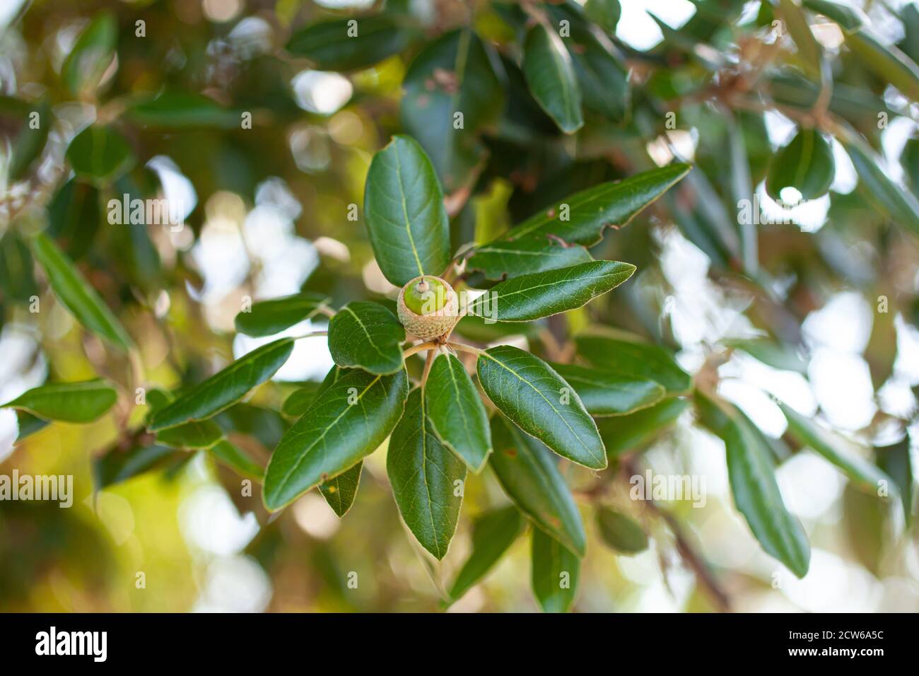 Close up of the Strawberry tree branch with acorns Stock Photo
