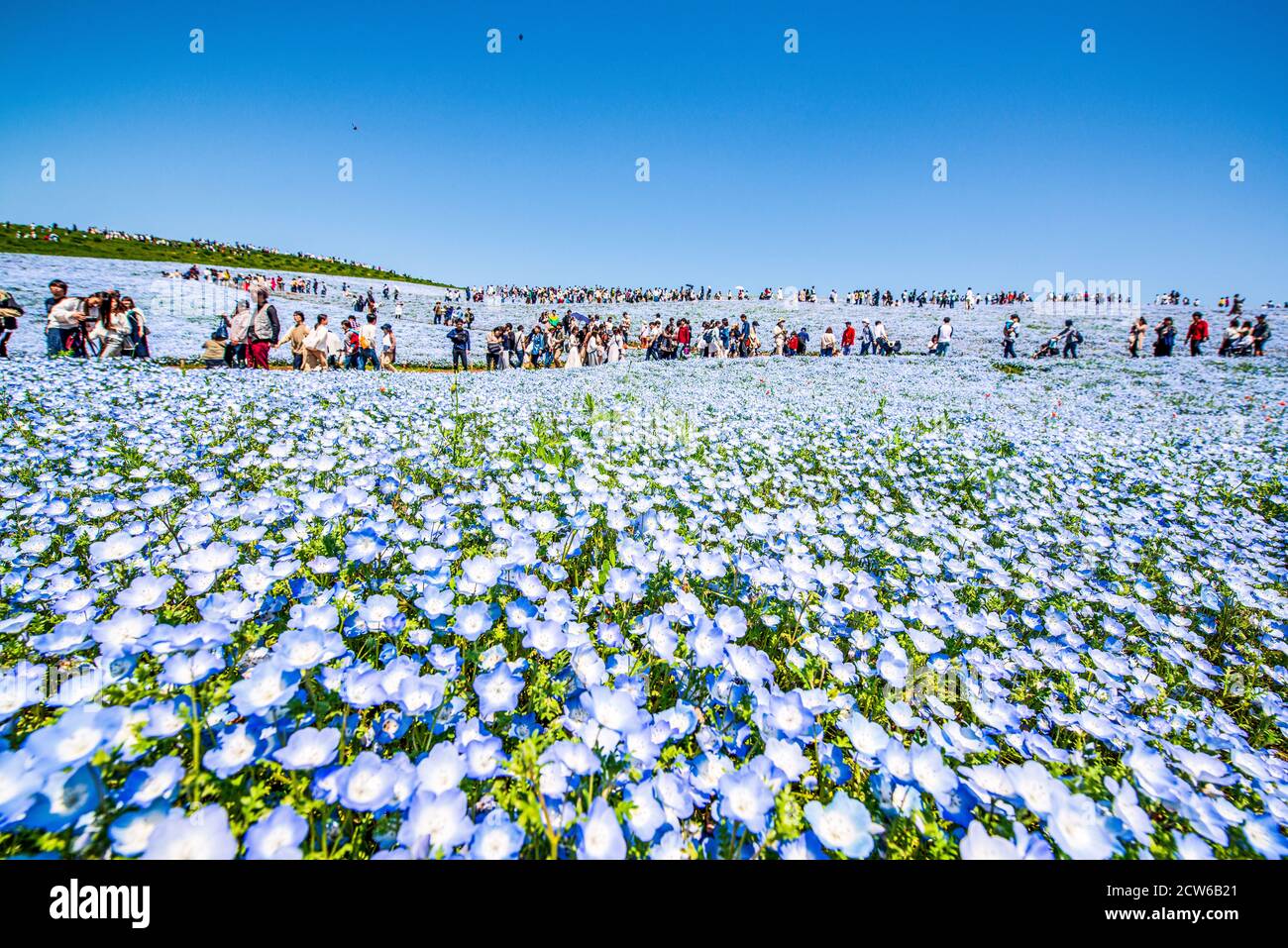 Fields of baby blue eyes in Hitachi Seaside Park, Japan Stock Photo