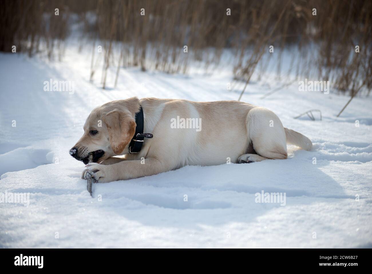 A man walks a Labrador puppy. Labrador puppy in the snow. Winter. Stock Photo