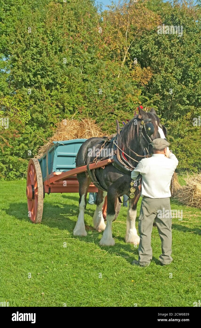 Singleton, near Chichester, Sussex, Weald & Downland Open Air Museum, Horse and Cart with Straw in Stock Photo