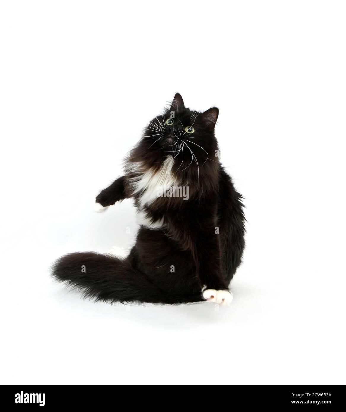 Black and White Siberian Domestic Cat, Female standing against White
