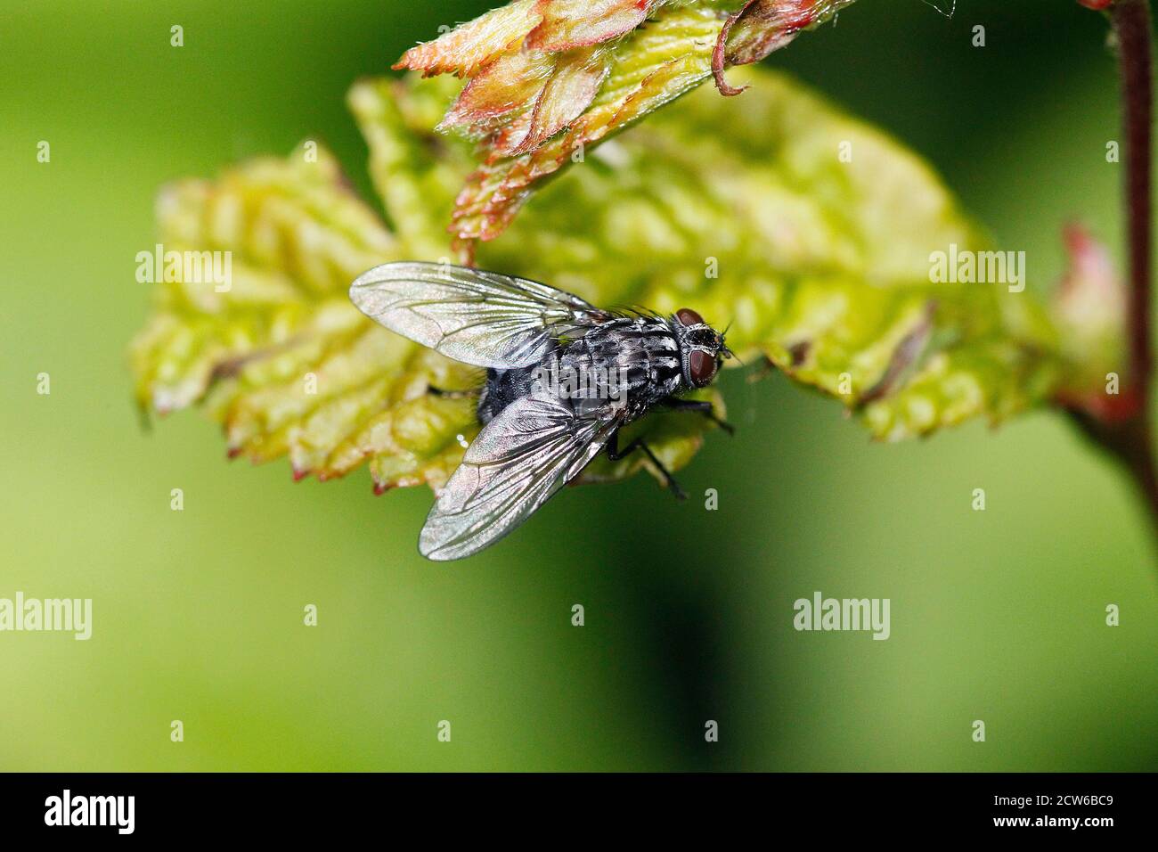 Housefly, musca domestica, Normandy Stock Photo