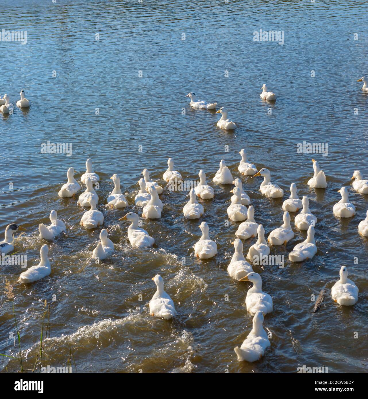 Rustic ducks swimming on a lake. Ducks in farm. White domestic ducks. Stock Photo