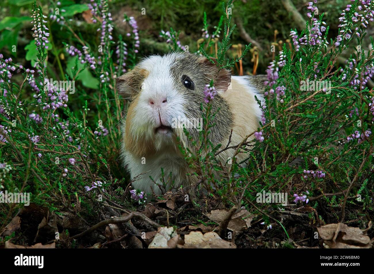 Guinea Pig, cavia porcellus, Adult standing in Heaters Stock Photo Alamy