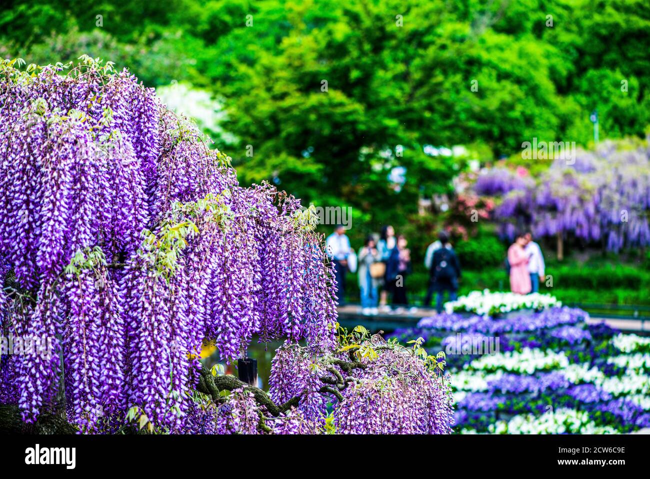 Japanese Wisteria at Ashikaga Flower Park in Tochigi, Japan