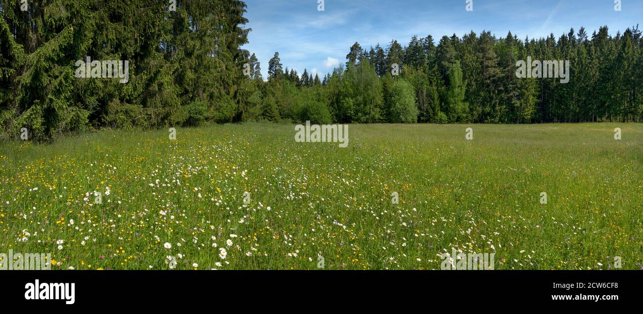 Idyllic flower meadow at the edge of the forest Stock Photo
